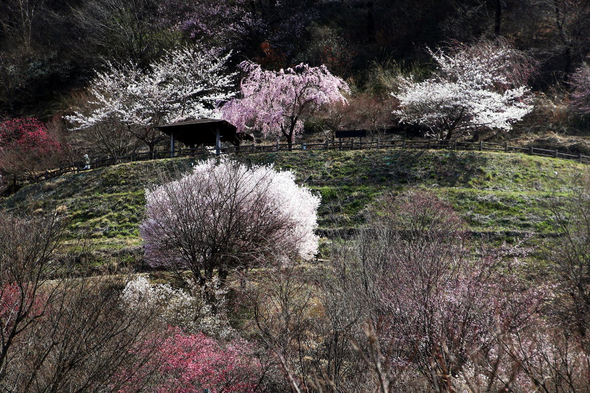 須坂市 坂田山共生の森 見晴らしの丘