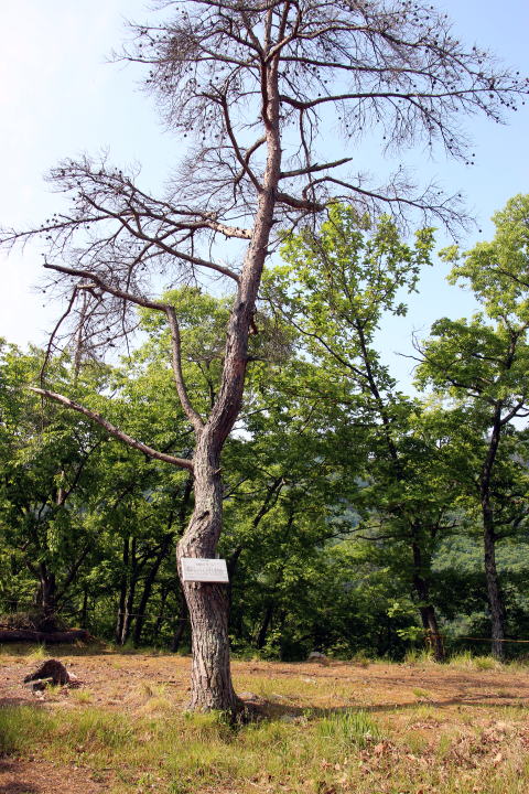 竹の城跡 竹の城山