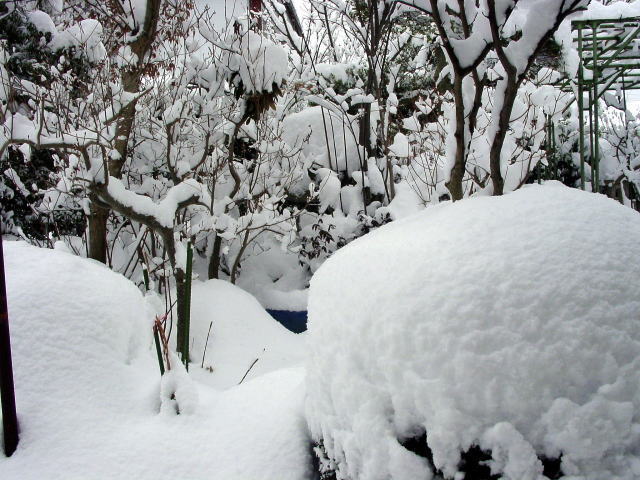 我が庭の雪